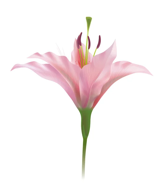 Lily flower — Stock Photo, Image