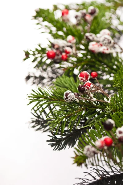 Holly en kerstboom takken — Stockfoto