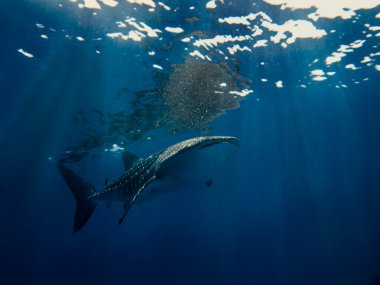 Balina Köpekbalığı