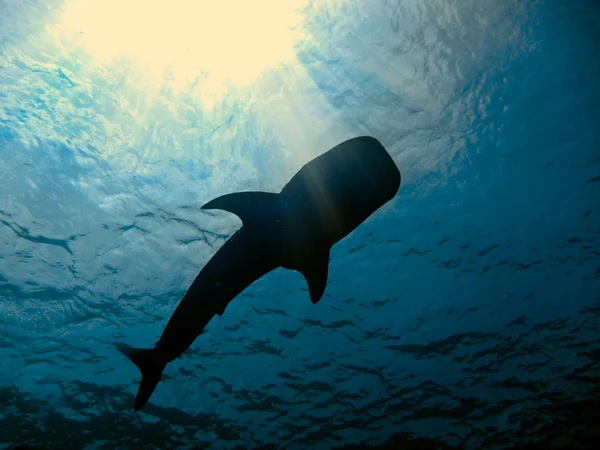 stock image Whale shark