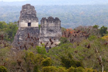 Antik Maya harabelerini orman tikal