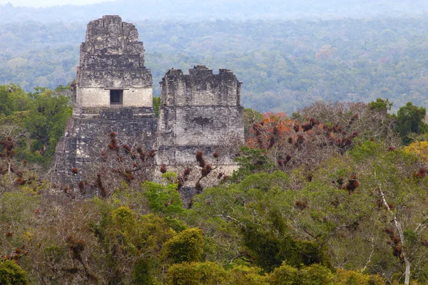 Antigas ruínas maias na selva Tikal — Fotografia de Stock
