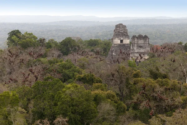 Urgamla Maya-ruiner i djungeln tikal — Stockfoto