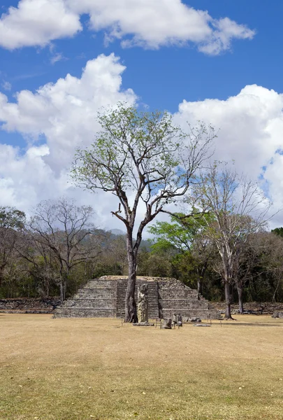 Одинокое дерево с руинами майя — стоковое фото