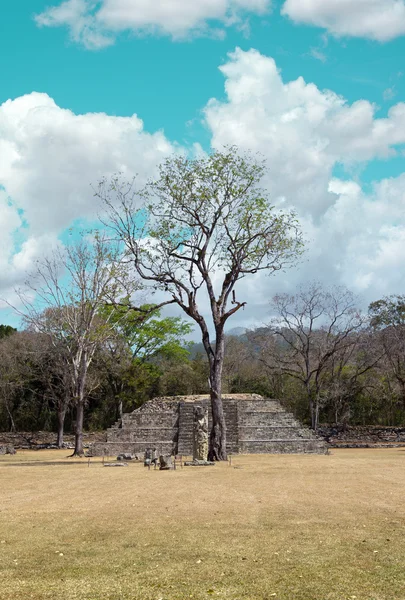 Albero solitario con rovine maya — Foto Stock
