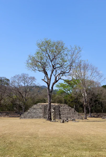 Ensamt träd med maya ruiner — Stockfoto