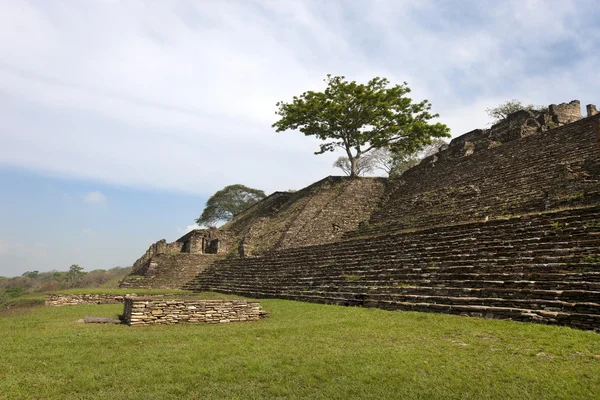 Groene boom in maya ruïnes, tonina in mexico — Stockfoto