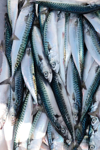 Catture di sgombri freschi da parte dei pescatori — Foto Stock