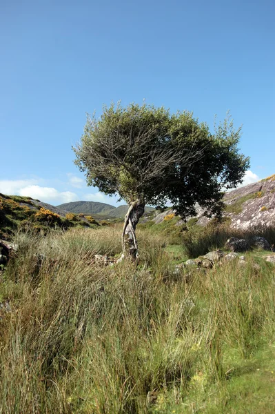 Ізольовані гірські дерево — стокове фото