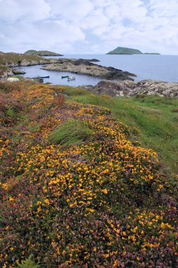 Wild irish flowers and scarriff islands coastal view clipart