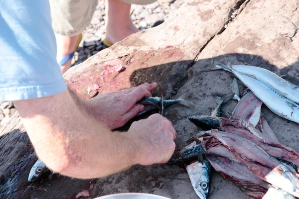 Visser filets een vangst van verse makreel — Stockfoto