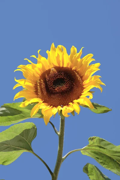 Große reife einsame Sonnenblume — Stockfoto