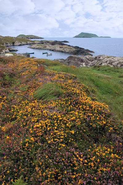 Wild irish flowers and scarriff islands coastal view — Stock Photo, Image
