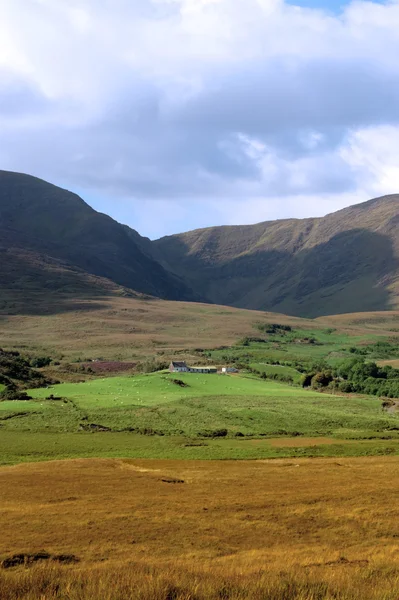 Красива ферма пишні в Ірландії — стокове фото