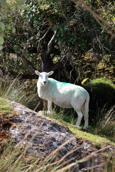 Owce wśród drzew na skalistym wzgórzu — Zdjęcie stockowe