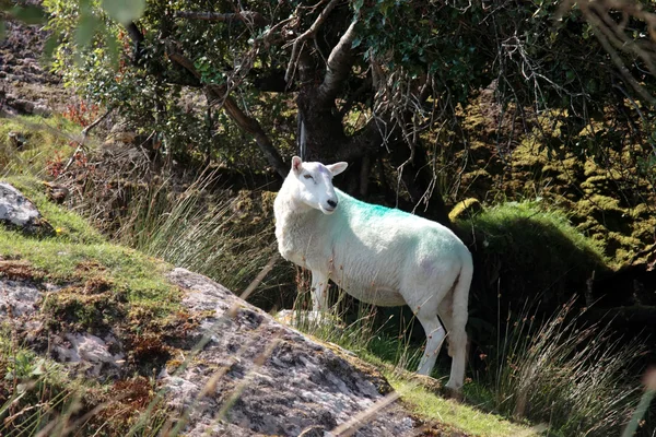 Owce wśród drzew na skalistym wzgórzu — Zdjęcie stockowe