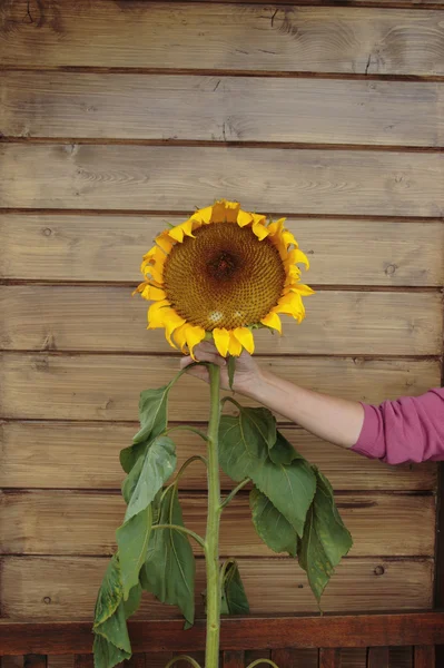Große reife Hand unterstützte Sonnenblume — Stockfoto