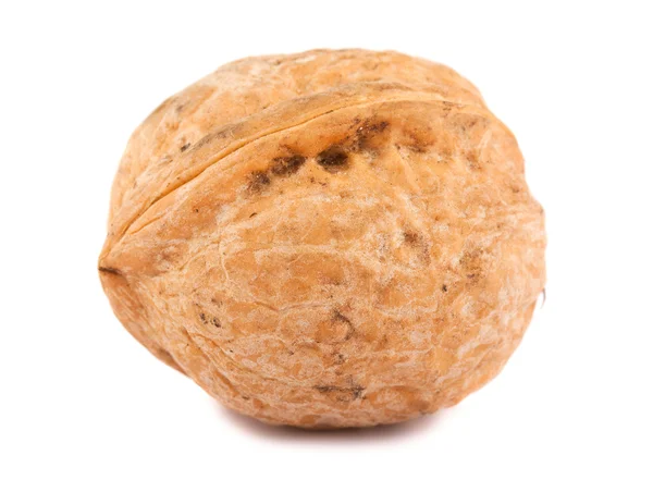 stock image Single walnut