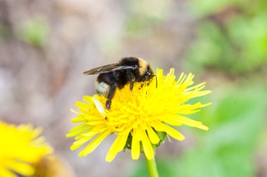 Bumblebee karahindiba üzerinde