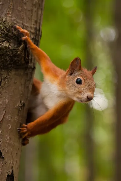 Esquilo vermelho — Fotografia de Stock