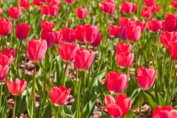Feld roter Tulpenblüten — Stockfoto