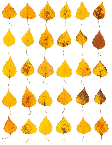 stock image Yellow birch leaves