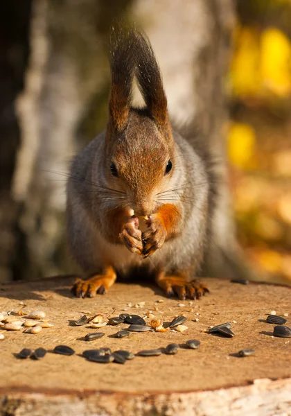 Rode eekhoorn portret — Stockfoto