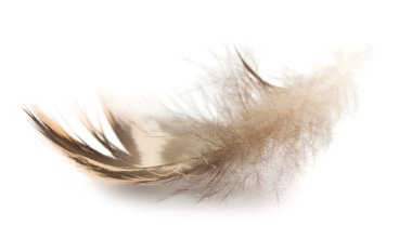 Brown feather clipart