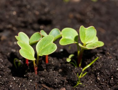 Group of radish sprouts clipart