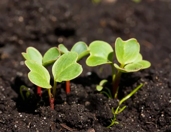 Group of radish sprouts — Stock Photo, Image