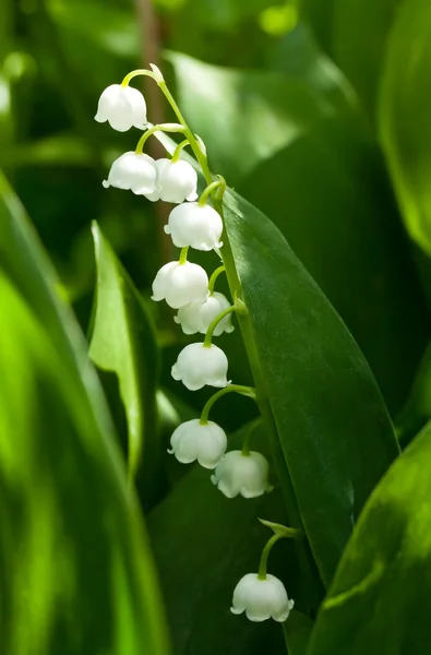 stock image Lily of the valley