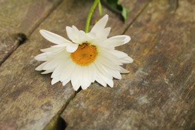 Beautiful camomile flower on the old boards clipart