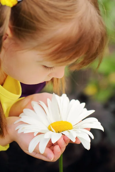 Beautiful camomile flower in the hands of pretty little girl — Stock Photo, Image