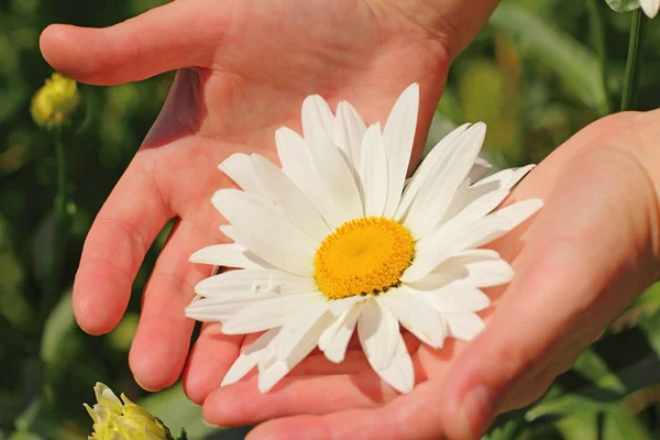 Kwiat rumianku piękne w ręce kobiety — Zdjęcie stockowe