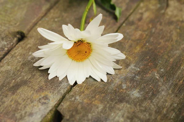 Güzel papatya çiçek eski kurulları — Stok fotoğraf