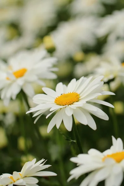 Rumianek piękne kwiaty — Zdjęcie stockowe