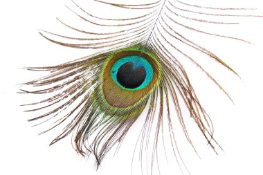 Beyaz güzel peacock feather