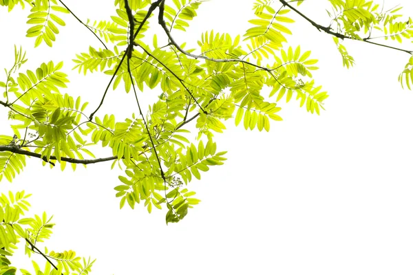 Fresco, folhas de primavera de árvore de cinza de montanha — Fotografia de Stock