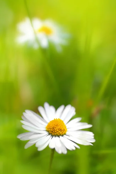 Beautiful, soft daisies — Stock Photo, Image