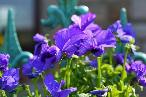 Blue pansy flowers close up — Stock Photo, Image