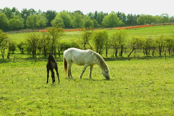 Dva koně, klisny a hříbě v jarní pastvině — Stock fotografie