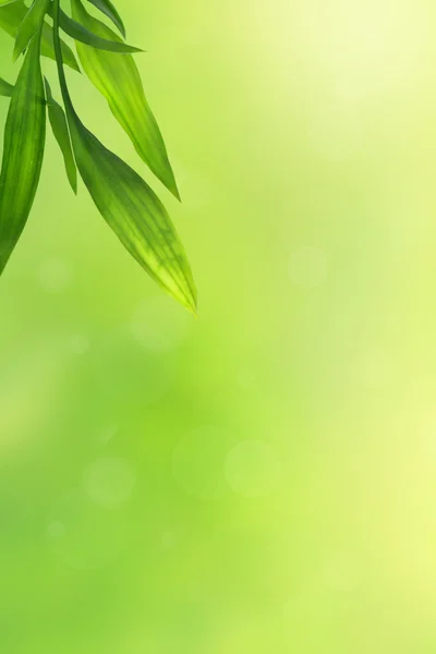 Hermoso fondo verde con hojas de bambú —  Fotos de Stock