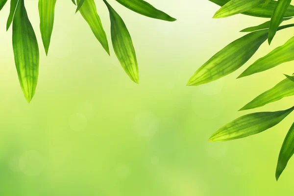Mooie bamboe laat grens op groen, horisontal — Stockfoto