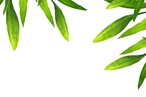 Vackra bambu blad gränsen på vit — Stockfoto