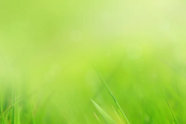 추상, 부드러운 잔디 배경 — 스톡 사진