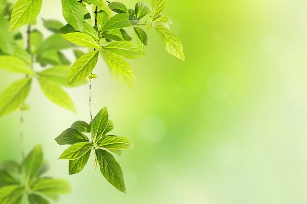 Frühling Hintergrund mit grünen Blättern — Stockfoto