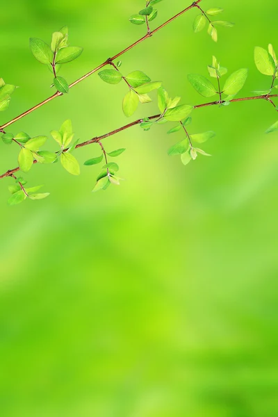 Fondo primavera con foglie verdi — Foto Stock