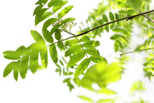 Vers, voorjaar bladeren van mountain ash tree — Stockfoto