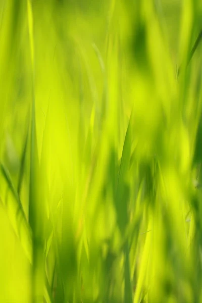 Abstrait, fond d'herbe douce — Photo