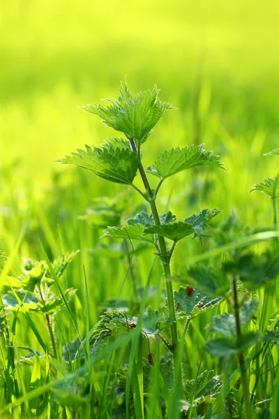 stock image Nettles in the afternoon park